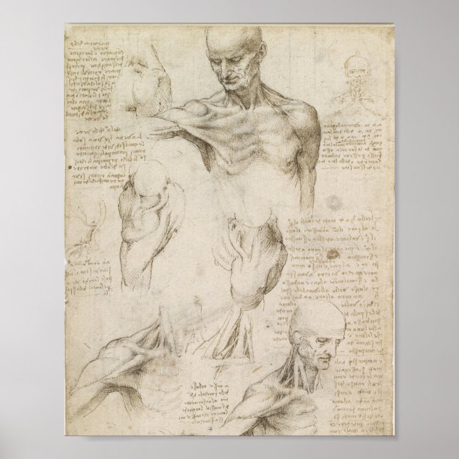 Poster Anatomia superficial do ombro da Vinci (Frente)