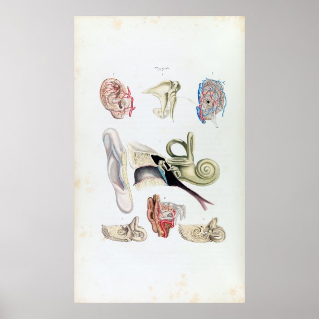 Pôster Anatomia venenosa do ouvido humano (Frente)