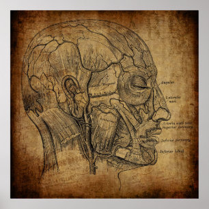 Poster Anatomia Vintage