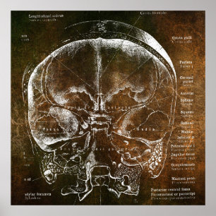 Poster Anatomia Vintage