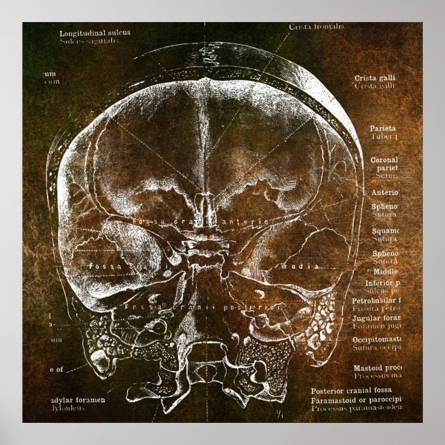 Poster Anatomia Vintage  (Frente)