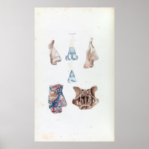 Poster Anatomia Vintage do Nariz Humano e dos Sinus