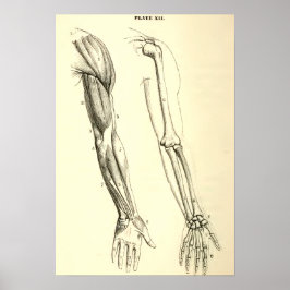 Poster Anatomia Vintage | Músculos e Ossos do Braço