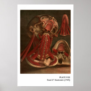 Pôster Anatomia Vintage   Pescoço e face