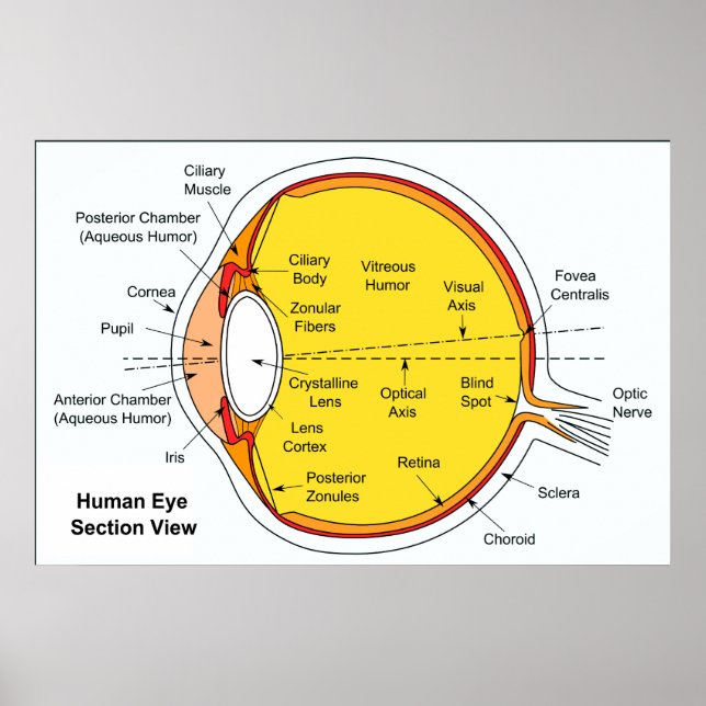 Poster Anatomical Diagram of the Human Eye Ball (Frente)