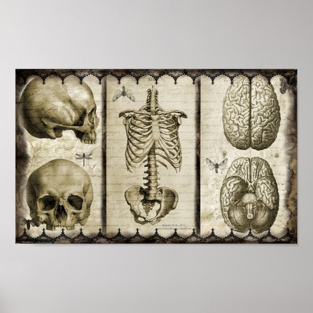 Pôster Anatomizar (Frente)