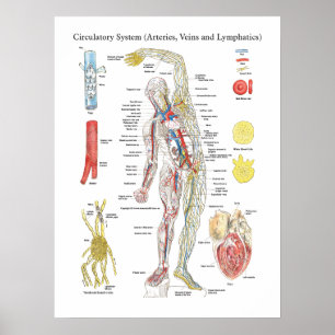 Pôster Anatomy Circulatory Chart Arteries Veins Lymphatic