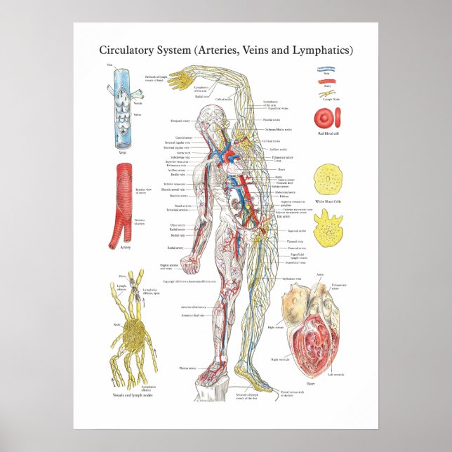 Pôster Anatomy Circulatory Chart Arteries Veins Lymphatic (Frente)