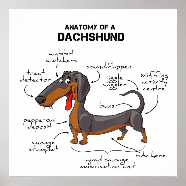 Poster Anatomy Of A Dachshund - Funny Dog (Frente)