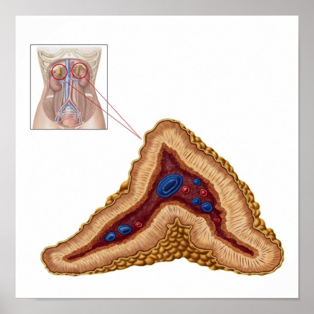 Poster Anatomy Of Adrenal Gland, Transverse Section (Frente)