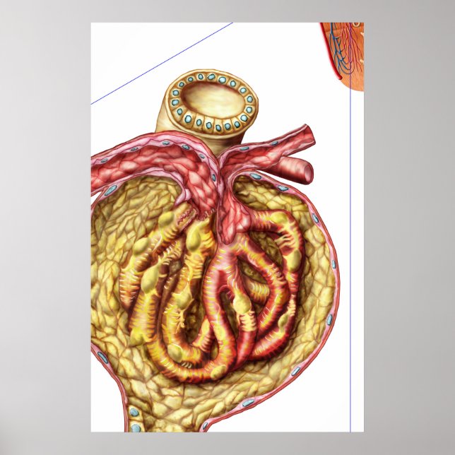 Poster Anatomy Of Bowman'S Glomerular Capsule (Frente)