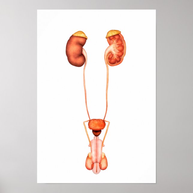 Poster Anatomy Of Human Male Urinary System, Front View (Frente)