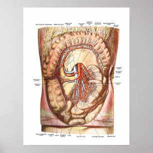 Poster Anatomy of the Large Intestine