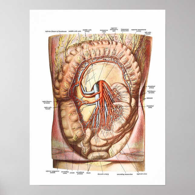 Poster Anatomy of the Large Intestine (Frente)