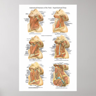 Pôster Anatomy of the Neck Chart Superficial & Deep Layer