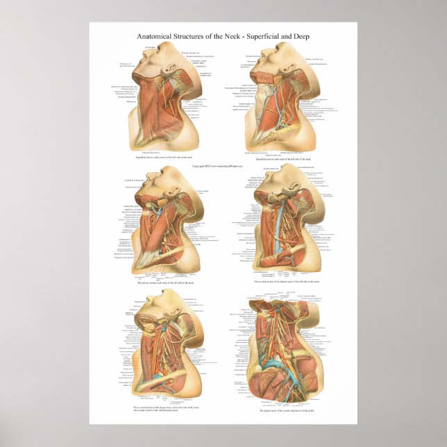 Pôster Anatomy of the Neck Chart Superficial & Deep Layer (Frente)