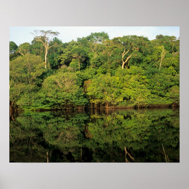 Pôster Anavilhanas, Amazonas, Brasil. Rio da floresta tro (Frente)