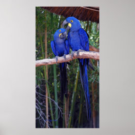 Pôster And Then I Said