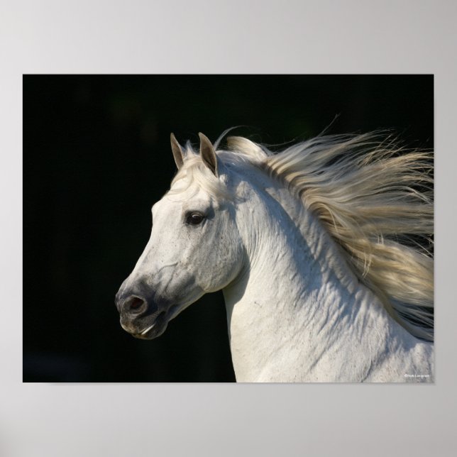 Poster Andaluciano Stallion Headshot Mane Fluindo (Frente)