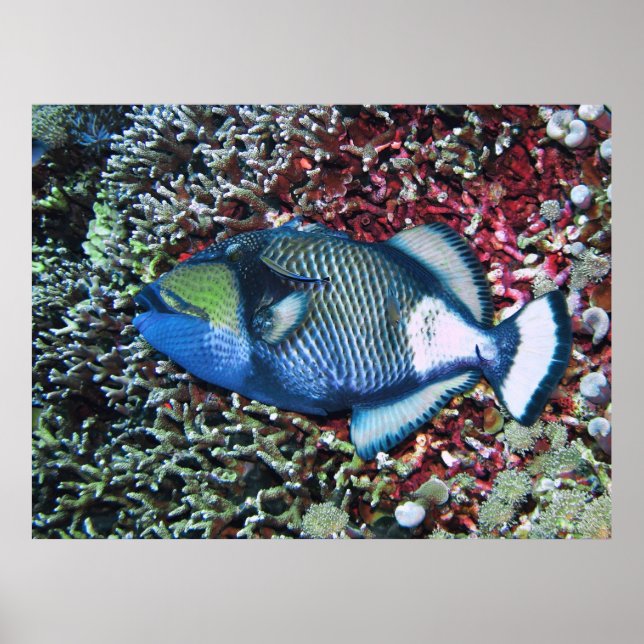 Poster Andando Titã (Frente)