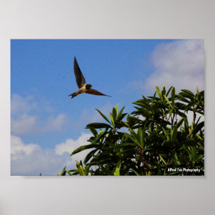 Poster Andorinha-das-ceuves Asas Abertas