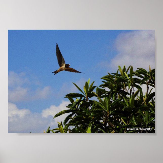 Poster Andorinha-das-ceuves Asas Abertas (Frente)
