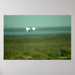 Poster - andorinha-do-mar em vôo