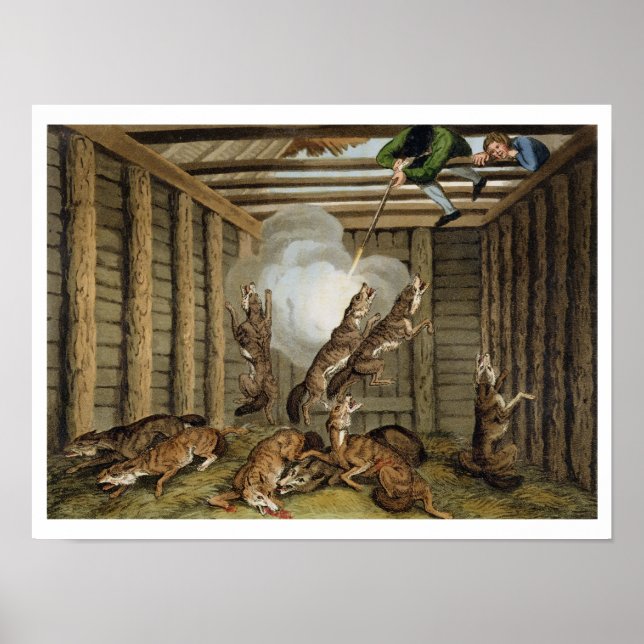 Poster Anecdote Americano: Atirar nos Lobos, gravado por (Frente)