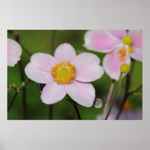 Pôster Anêmona cor-de-rosa