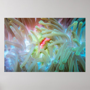 Poster Anêmona de mar colorido