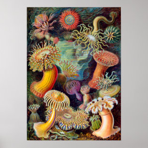 Pôster Anêmona de mar de Ernst Haeckel Actiniaea