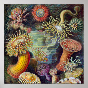 Poster Anêmona-do-Mar Científico Natureza Oceano