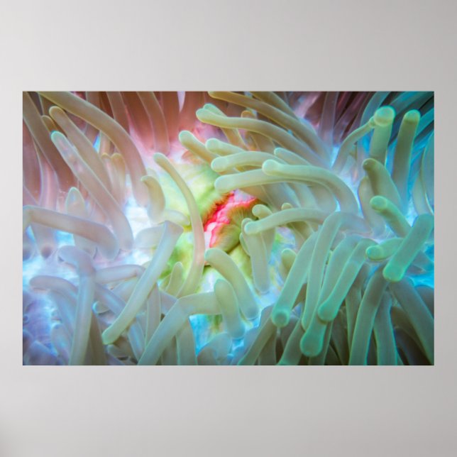 Poster Anêmona do Mar Multicolor (Frente)