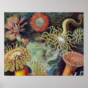Pôster Anêmona-do-Mar Natureza Científica Oceano
