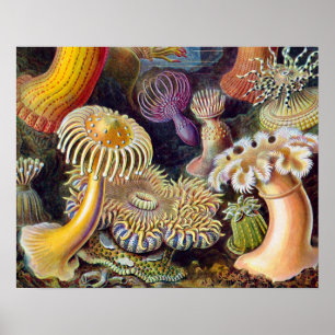 Pôster Anêmona-do-Mar Natureza Científica Oceano