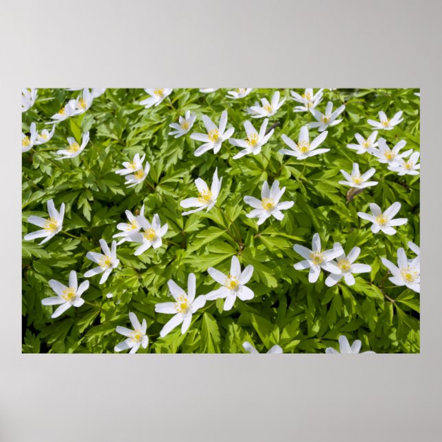 Poster Anêmona-dos-bosques (Frente)