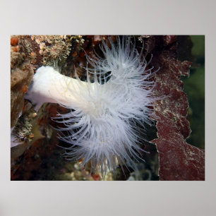 Pôster Anemona Plumose (Metridium farcimen) - Arte Fina