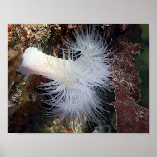 Pôster Anemona Plumose (Metridium farcimen) - Arte Fina