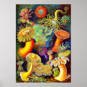 Pôster Anêmonas de mar de Ernst Haeckel