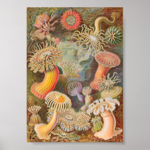 Poster Anêmonas do Mar de Actiniae (Ernst Haeckel)