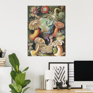 Poster Anêmonas-do-mar de Haeckel Colagem de arte náutica