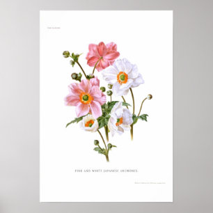 Poster Anêmonas japonesas