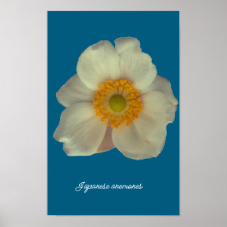 Poster anêmonas japonesas florescem