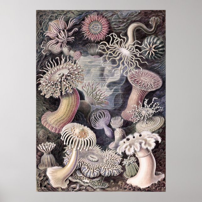 Poster Anêmonas submarinas de Ernst Haeckel (Frente)
