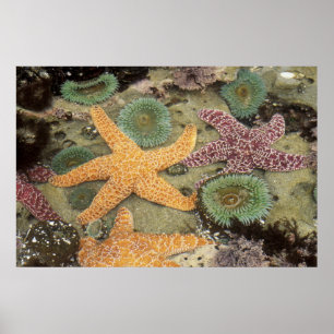 Poster Anêmonas verdes gigantes e estrelas-do-mar ocres