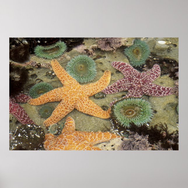 Poster Anêmonas verdes gigantes e estrelas-do-mar ocres (Frente)