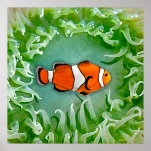 Poster Anemone
