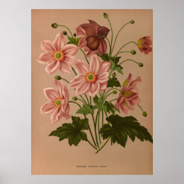 Poster Anemone Japonica Rosea Exquisite Vintage Botânica