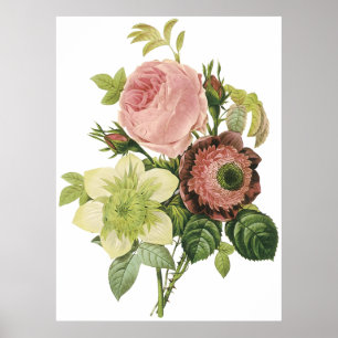 Poster Anemone, Rosa, Clematis