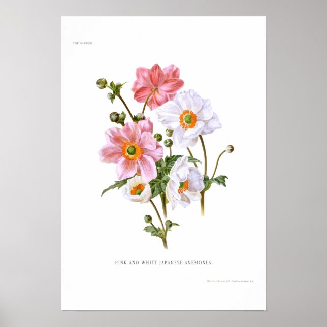 Poster Anemones japoneses (Frente)